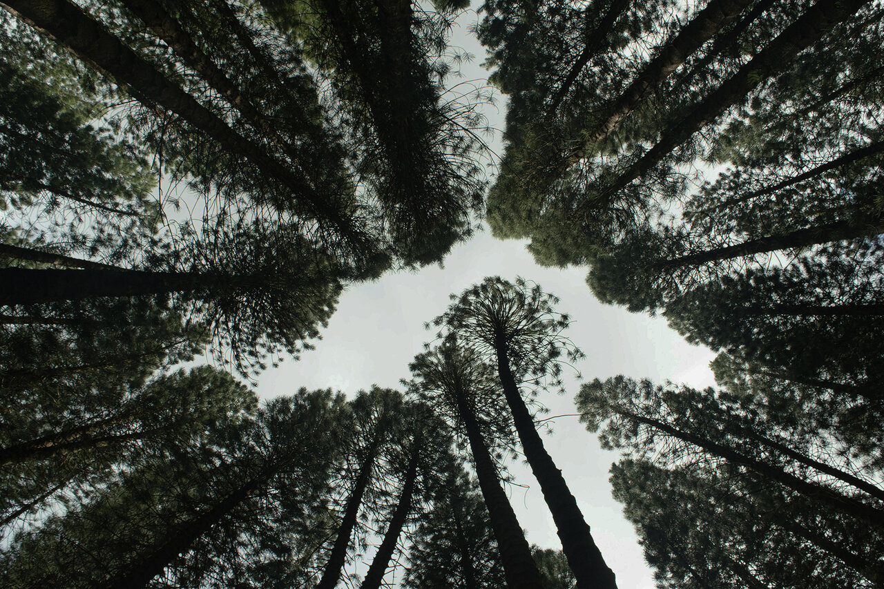 Trees with sky background seen from below